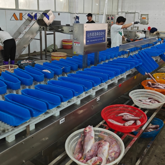 Fish Washing and Weight Sorting Machine and Conveyor
